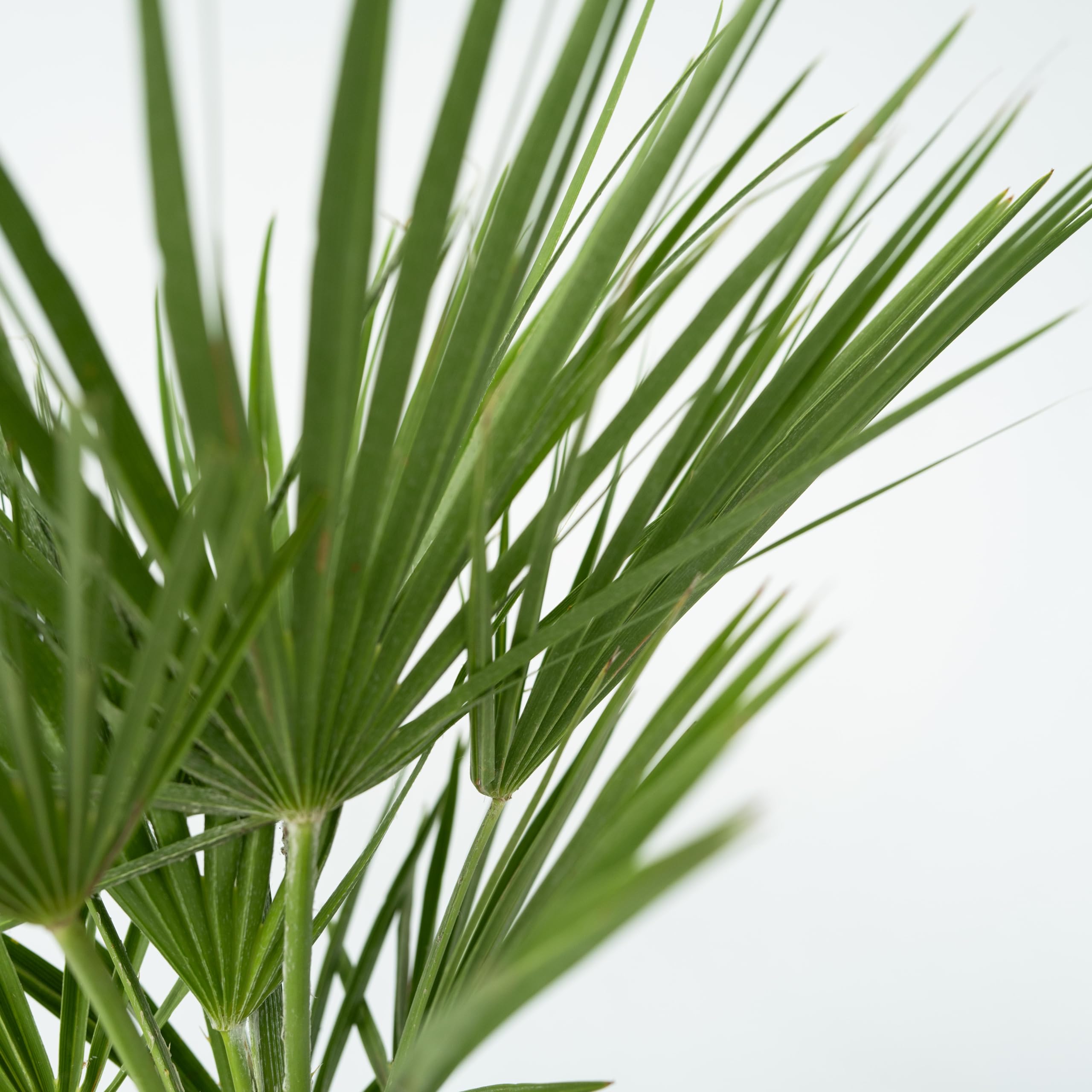 Plant in a Box - Chamaerops Humilis - Palma a ventaglio europea - Resistente - Vaso 15cm - Altezza 50-60cm