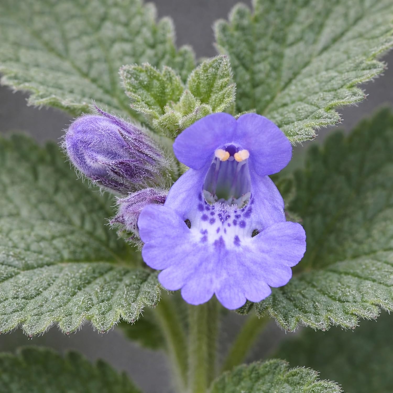 Catmint 'Walkers Low', Faassen’s Catmint, Ornamental Catmint (Flat of 12 Pots, quarts)