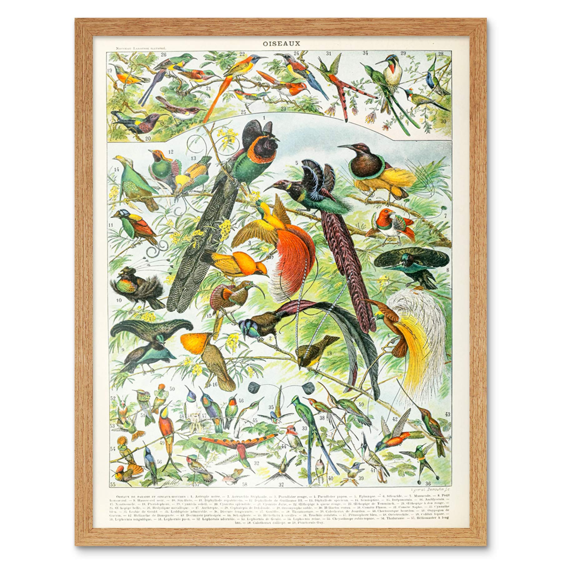 Artery8 Millot Encyclopedia Page Birds Paradise Art Print Framed Poster Wall Decor 12x16 inch
