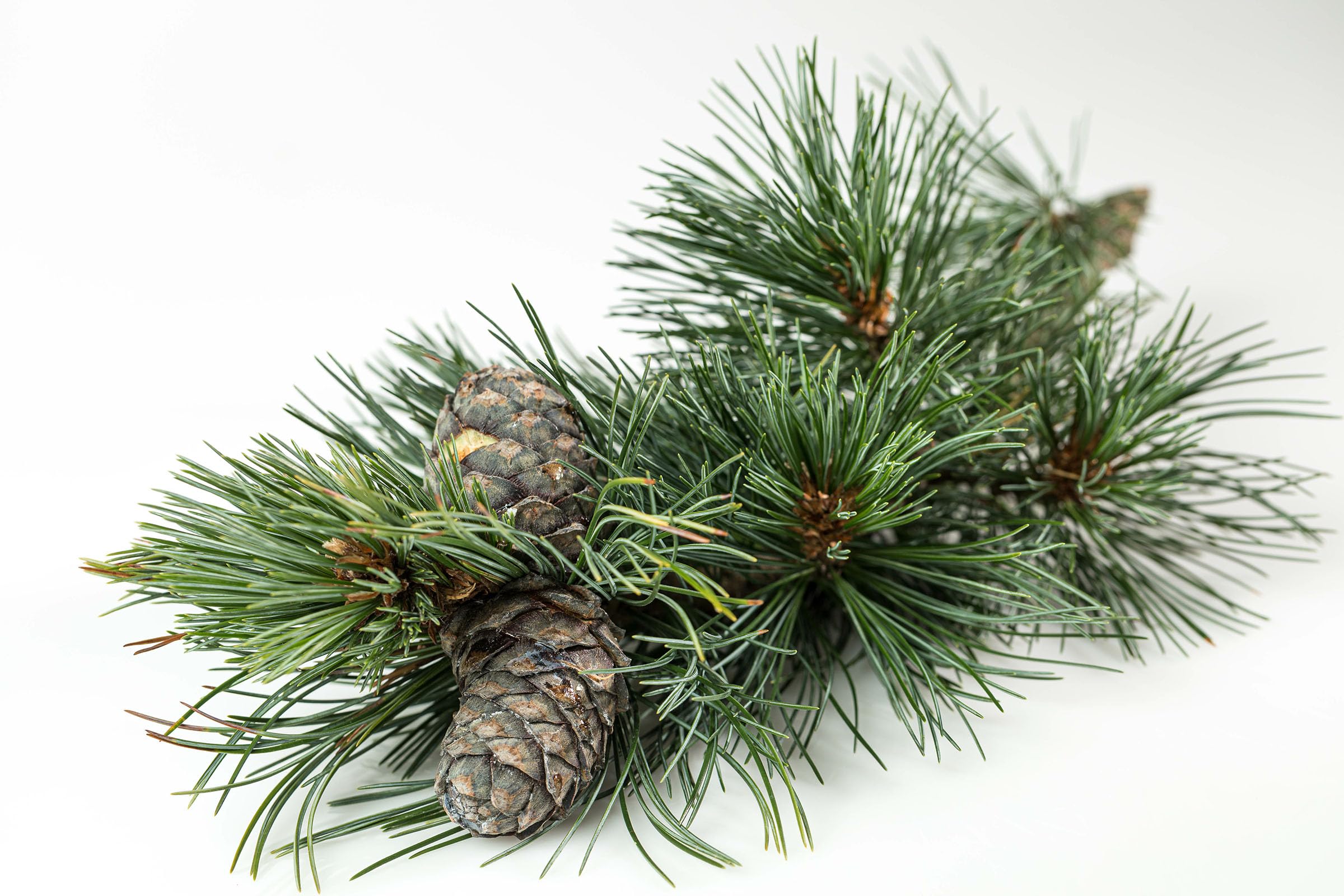 Butterdose Holzbutterdose aus Zirbenholz