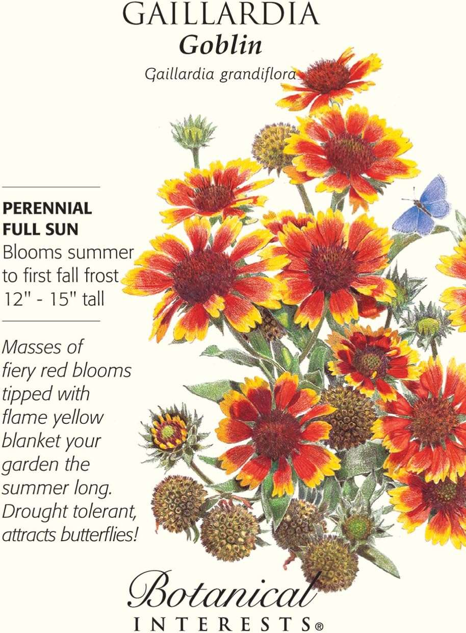 "Dwarf Goblin" Gaillardia Seeds Flowering Plants Patio