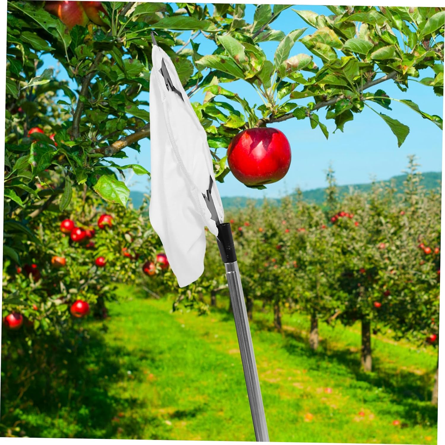 Toddmomy Fruit Tool Extendable Pole Tree Fruit Pole Picker Gentle Hold Sturdy Build