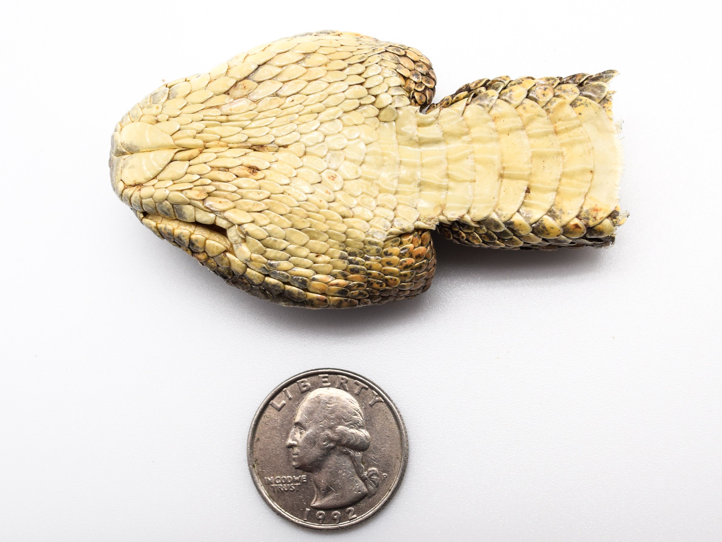 Amazon.co.jp: Real Rattlesnakeヘッド: Closed mouth ( az-598-p518