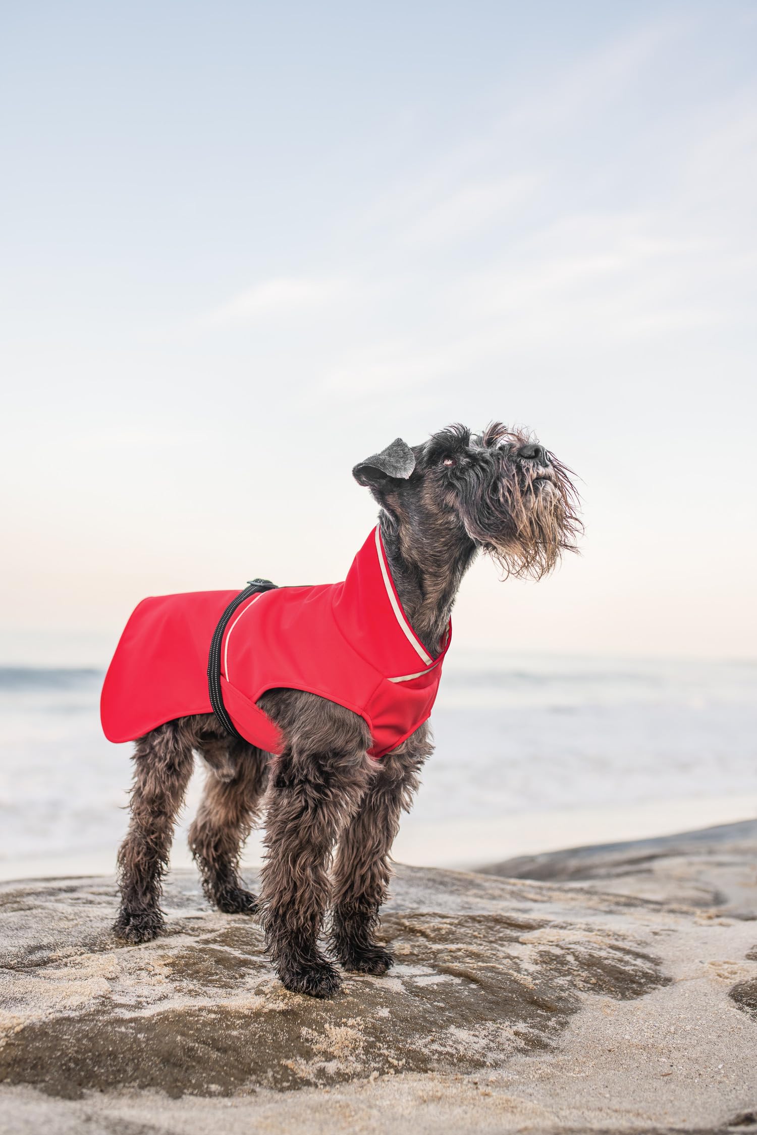 Goldpaw - Chaqueta impermeable para perro, abrigo impermeable para mascotas para protección en todo tipo de clima, ajuste ajustable y elegante ropa de abrigo canina, frijol negro, talla 18