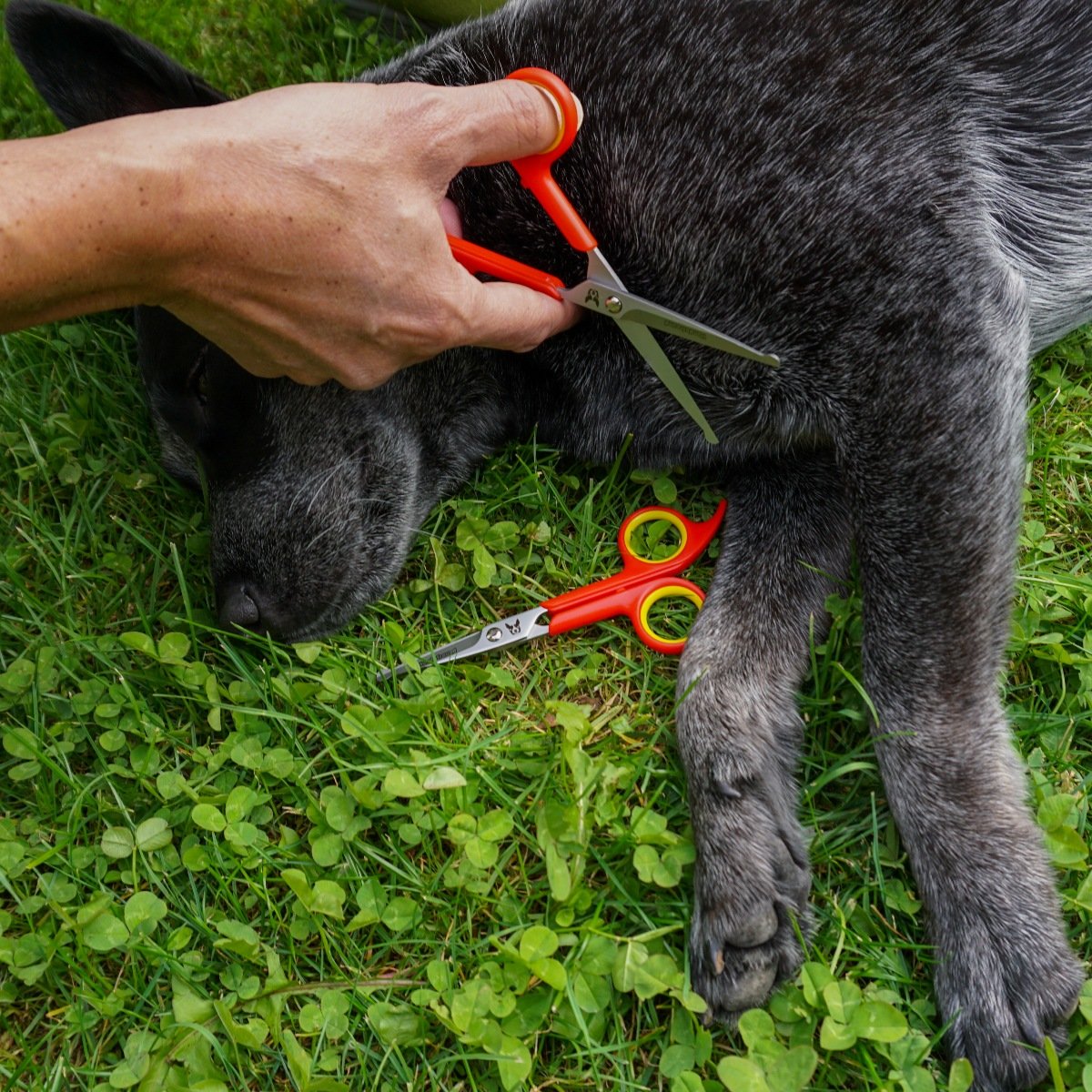 Hundefreund Hundeschere - Set mit 2 Scheren zur Fellpflege für Hunde - Fellscheren zur Hundepflege aus Edelstahl mit abgerundeter Spitze - Ideal zur Pfotenpflege und zum Haare schneiden