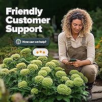 Vista 48 de HOME GROWN Más de 1000 semillas de cilantro para plantar en interiores o exteriores, hierbas tradicionales sin OMG, semillas de plantas de cilantro