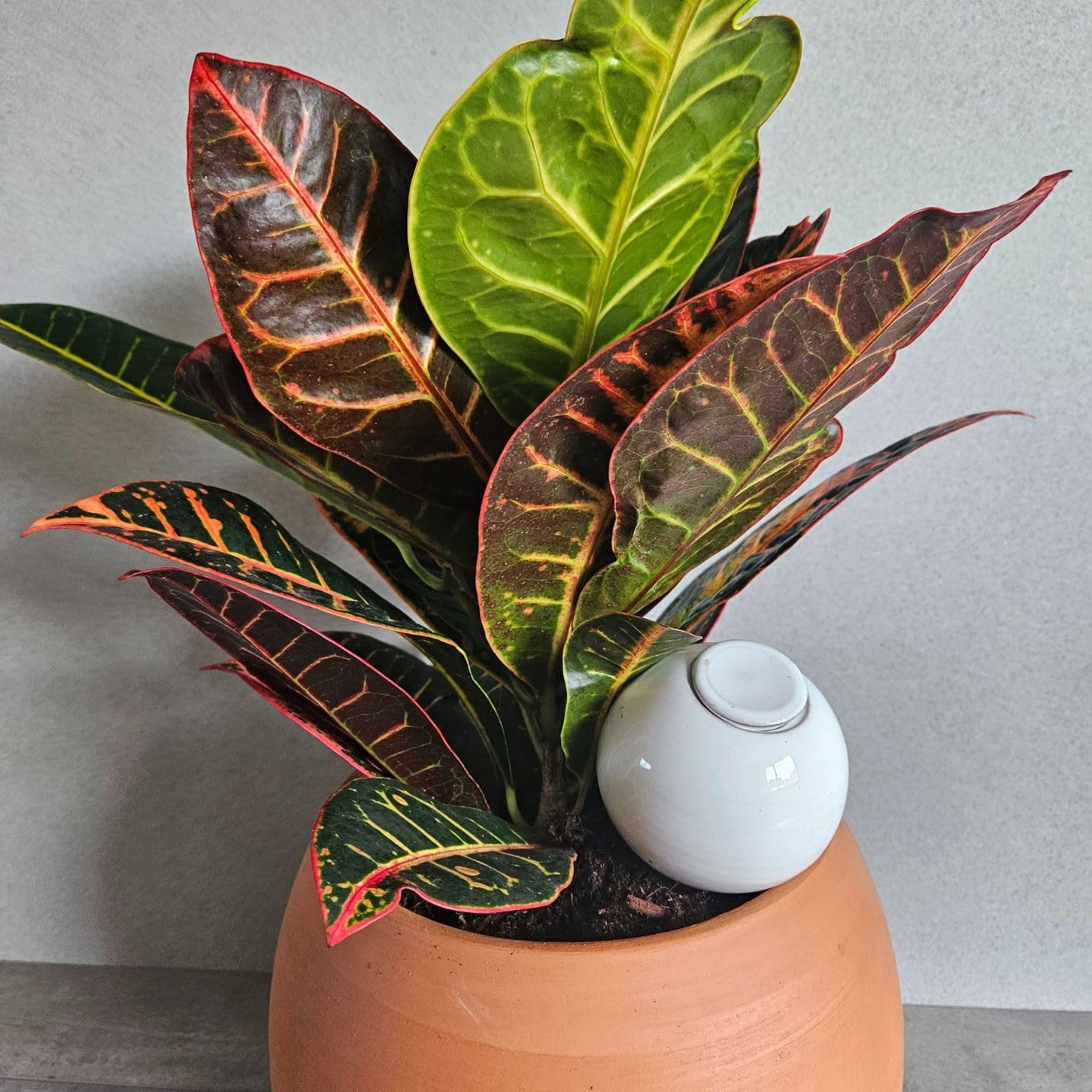 Coffret Cadeau 3 Ollas à Planter en Terre Cuite – Arrosage Autonome Écologique pour Plantes en Pot – Idée Cadeau Jardinage Originale - Fabrication française