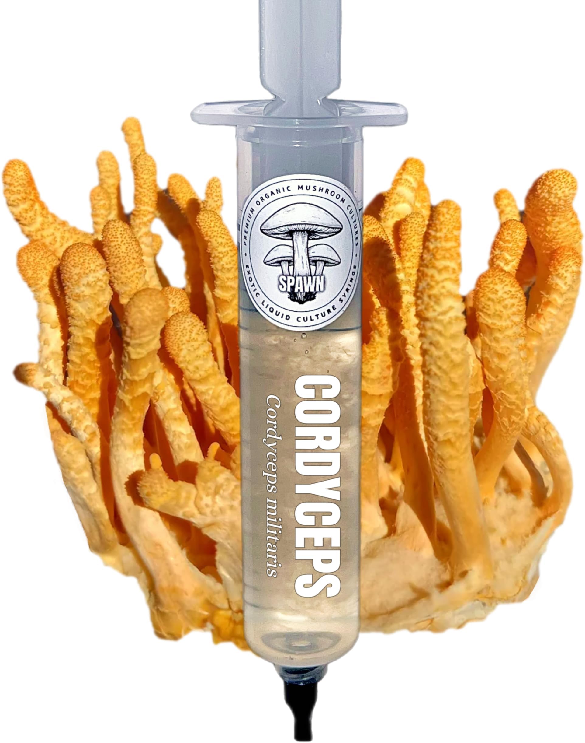 Cordyceps (Cordyceps militaris) Liquid Culture 20mL | Spawn Mycology