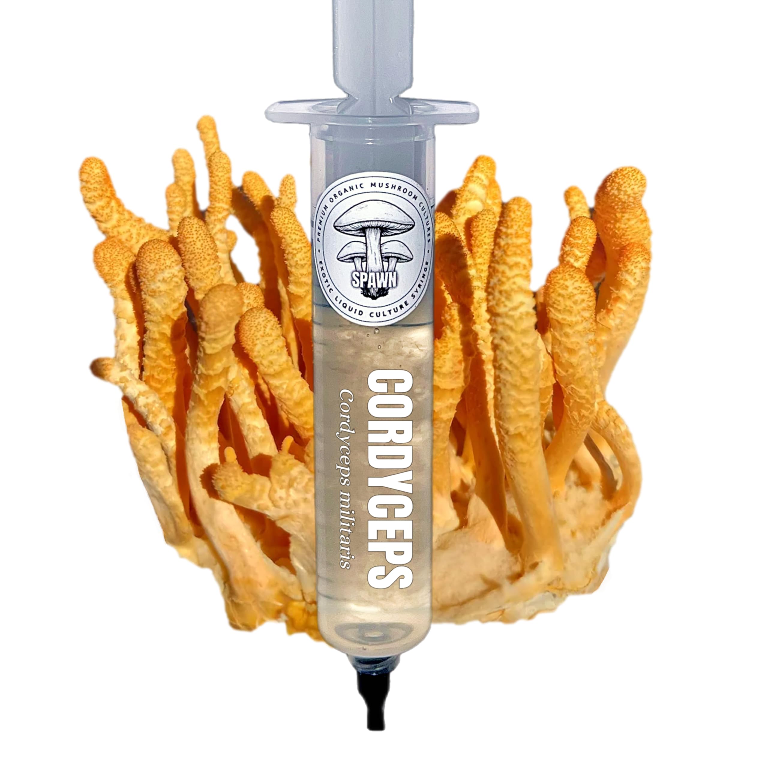 Cordyceps (Cordyceps militaris) Liquid Culture 20mL | Spawn Mycology