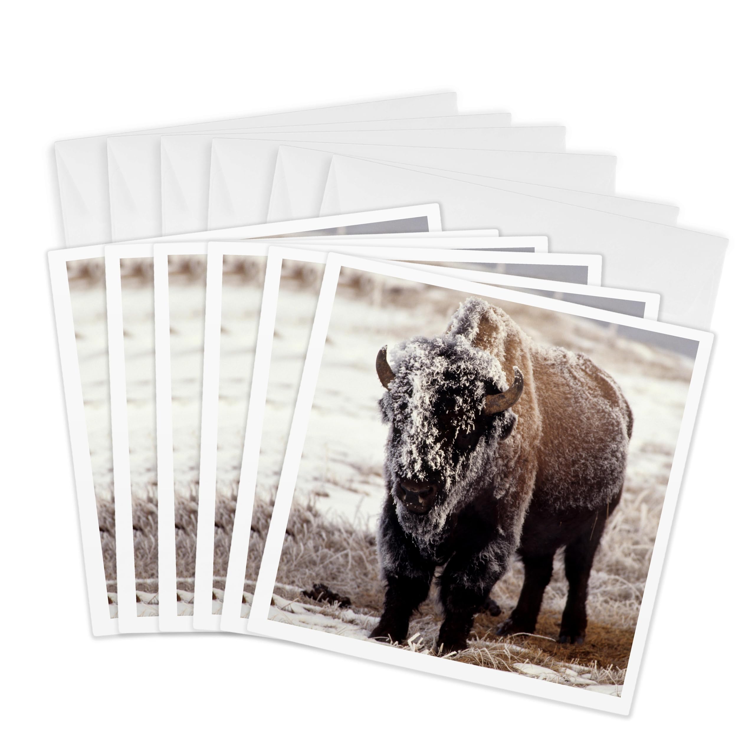 3dRose Greeting Cards - Bison covered with frost, Yellowstone National Park, Wyoming - 6 Pack - Bison