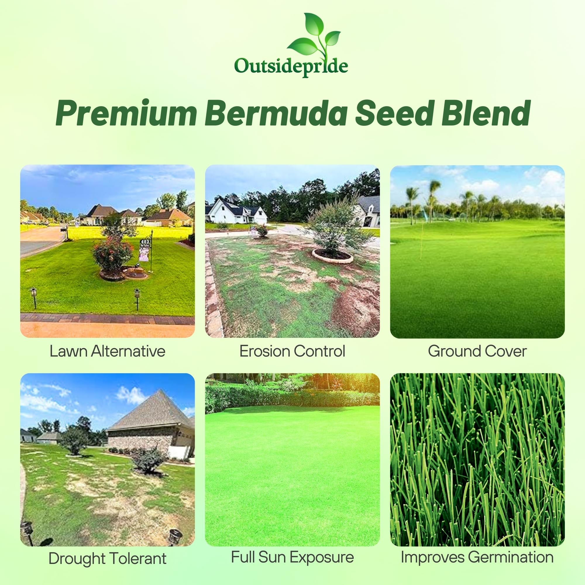 Outsidepride Oasis Bermuda Grass Seed