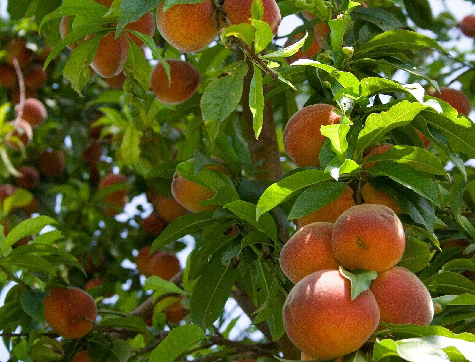 Buy 2 Dwarf Belle of Peach Trees 12 FT Fruit Trees Online at
