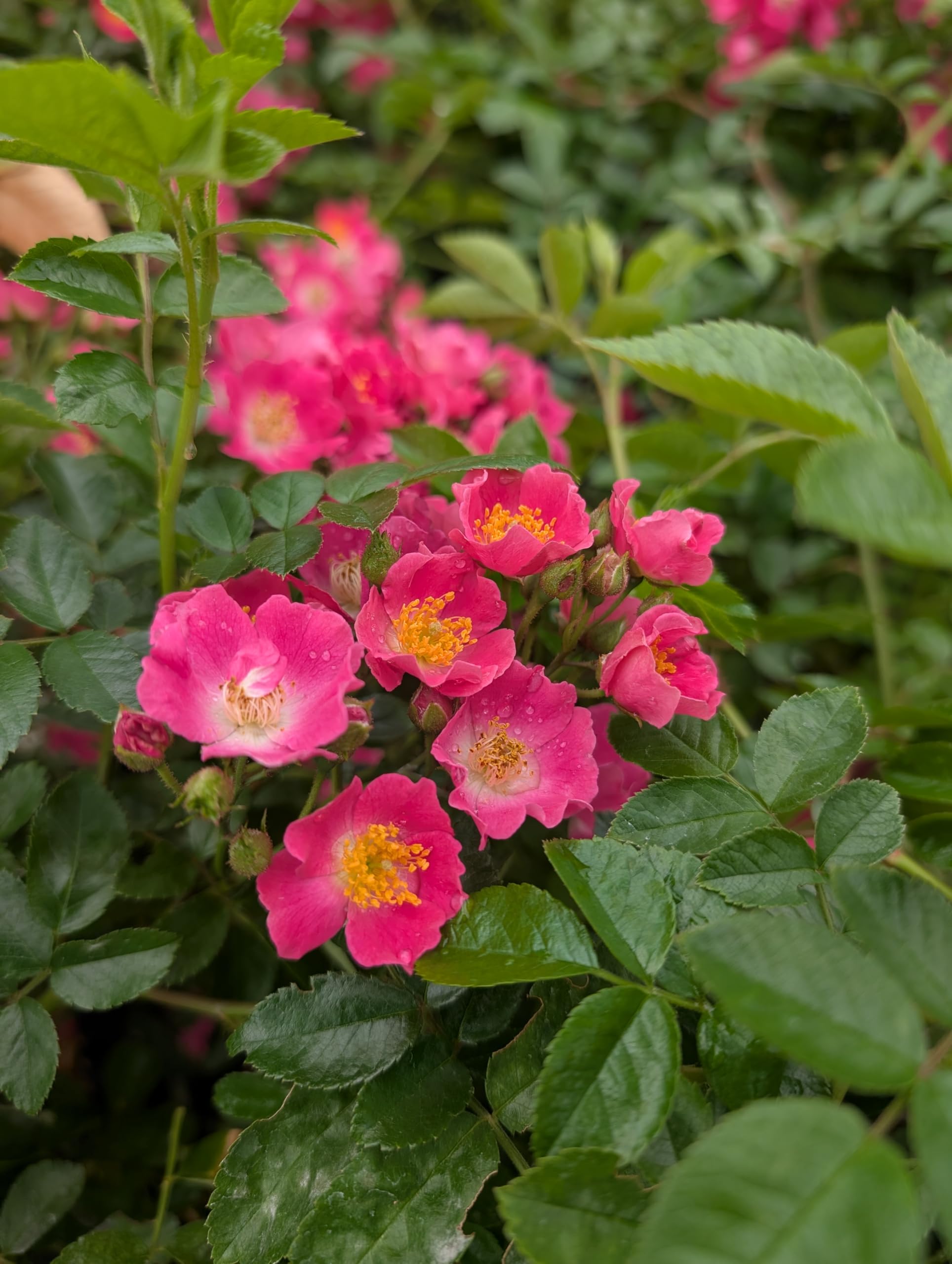 Rose * Maria Lisa* kleinblütige Rambler- Rose im Topf gewachsen