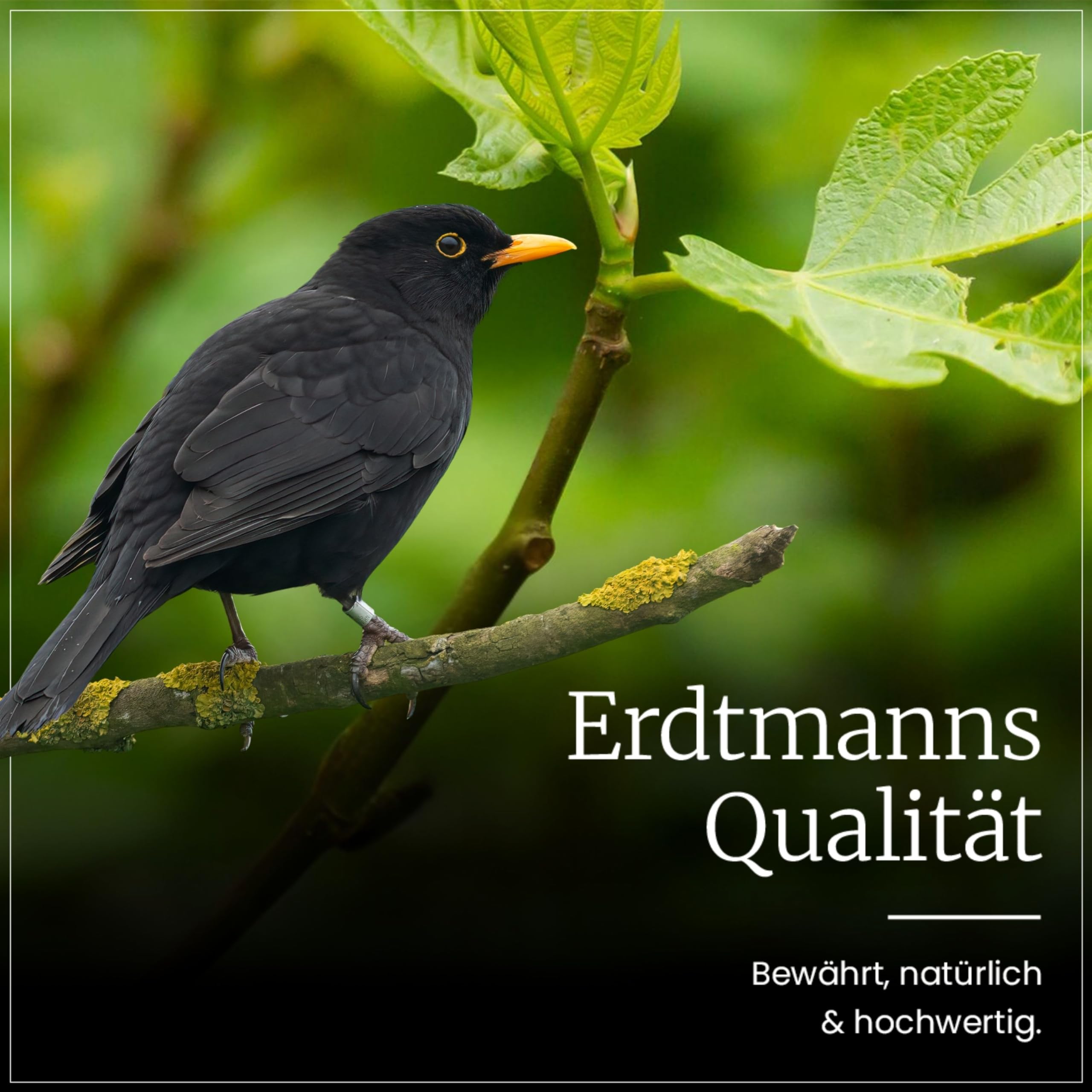 Erdtmanns Meisenknödel ohne Netz 150 Stück (13,2 kg Netto) – Wildvogelfutter im Karton – Umweltfreundliche Knödel - ganzjährige Fütterung – Meisen, Finken & Singvögel