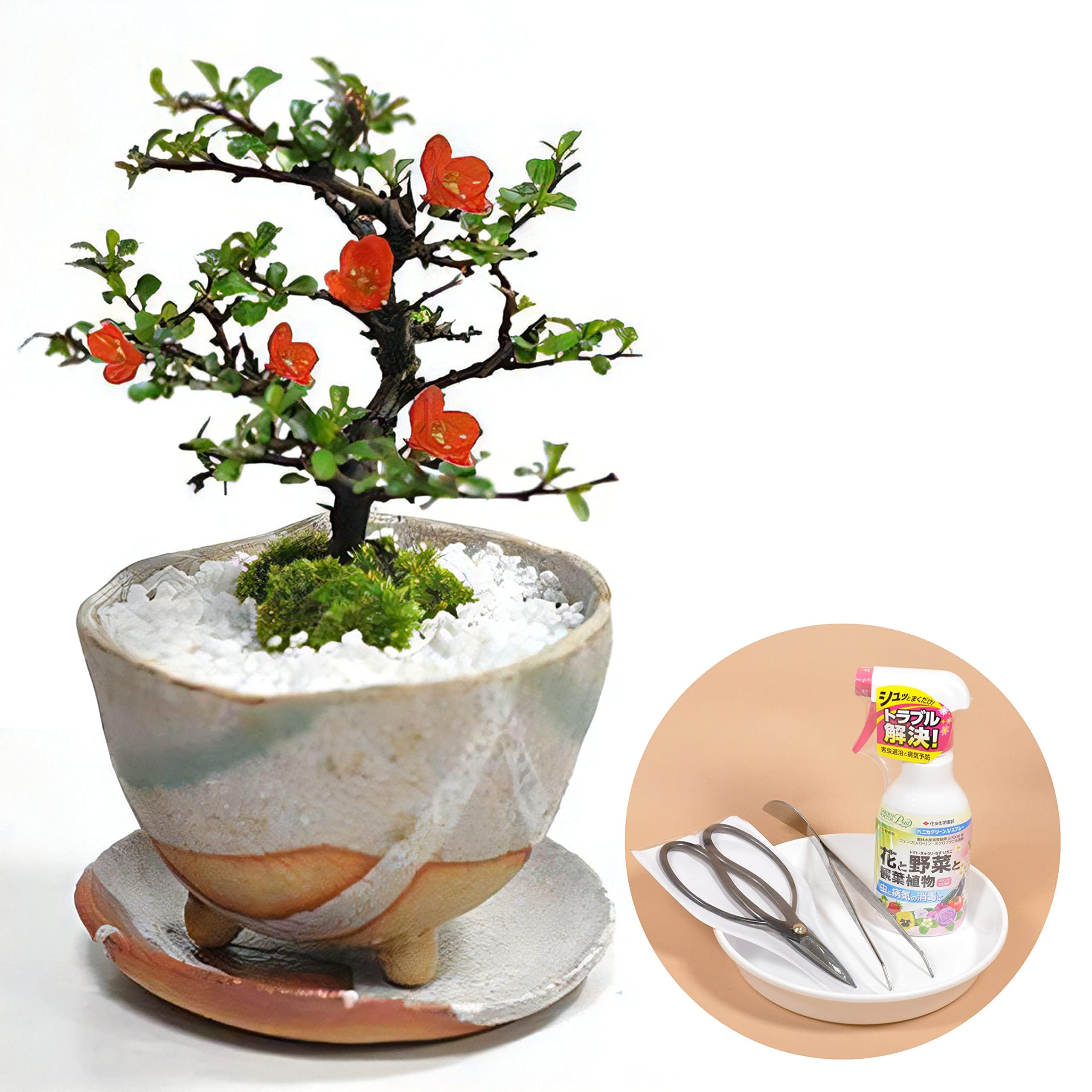 Amazon.co.jp: 盆栽妙 長寿梅 はじめての道具セット 初心者 ミニ盆栽