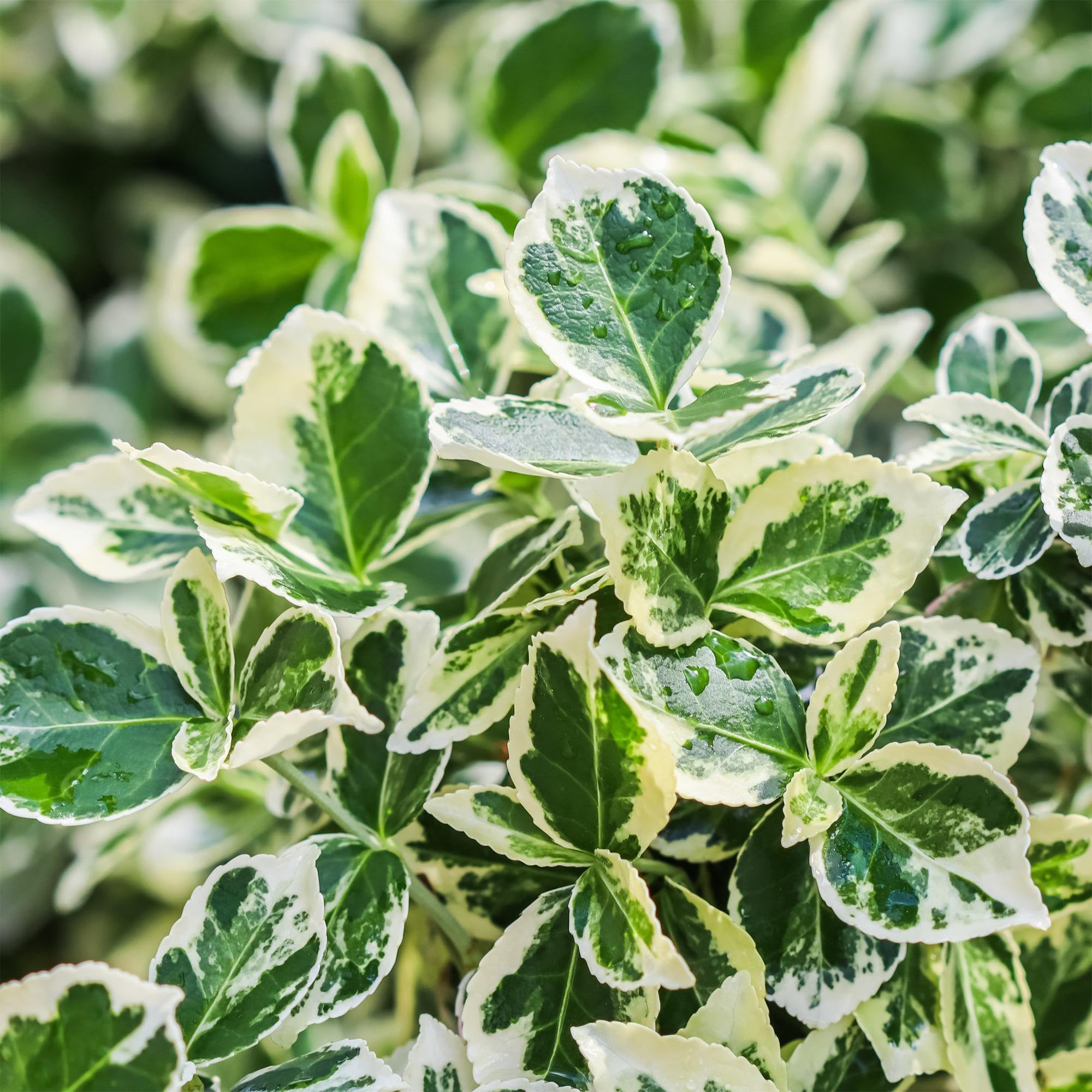 Pianta su Fusto Euonymus, per Terrazzo, Verde-Grigio, Vaso 19cm Alt 90cm
