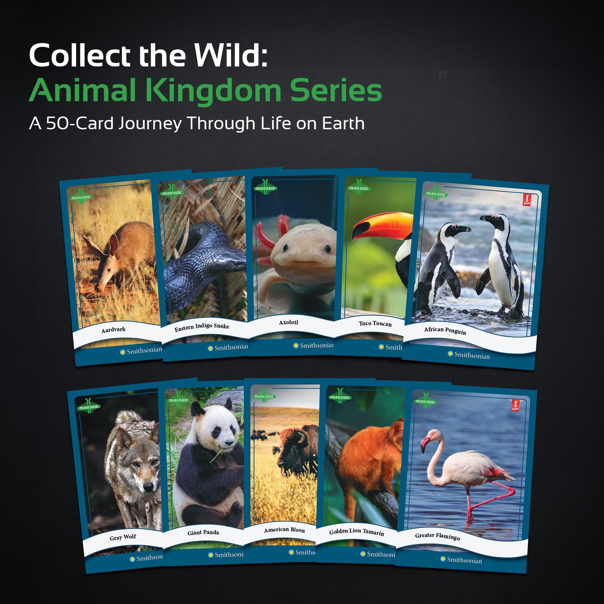 Amazon.com: Parkside Curiosity Cards - Animal Kingdom Collectible