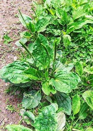 Health Embassy Greater Plantain Leaf (Plantago Major L) (100g)