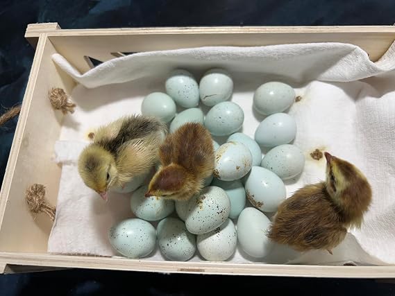 10 + Celadon Blue Coturnix Quail Hatching Eggs (10)