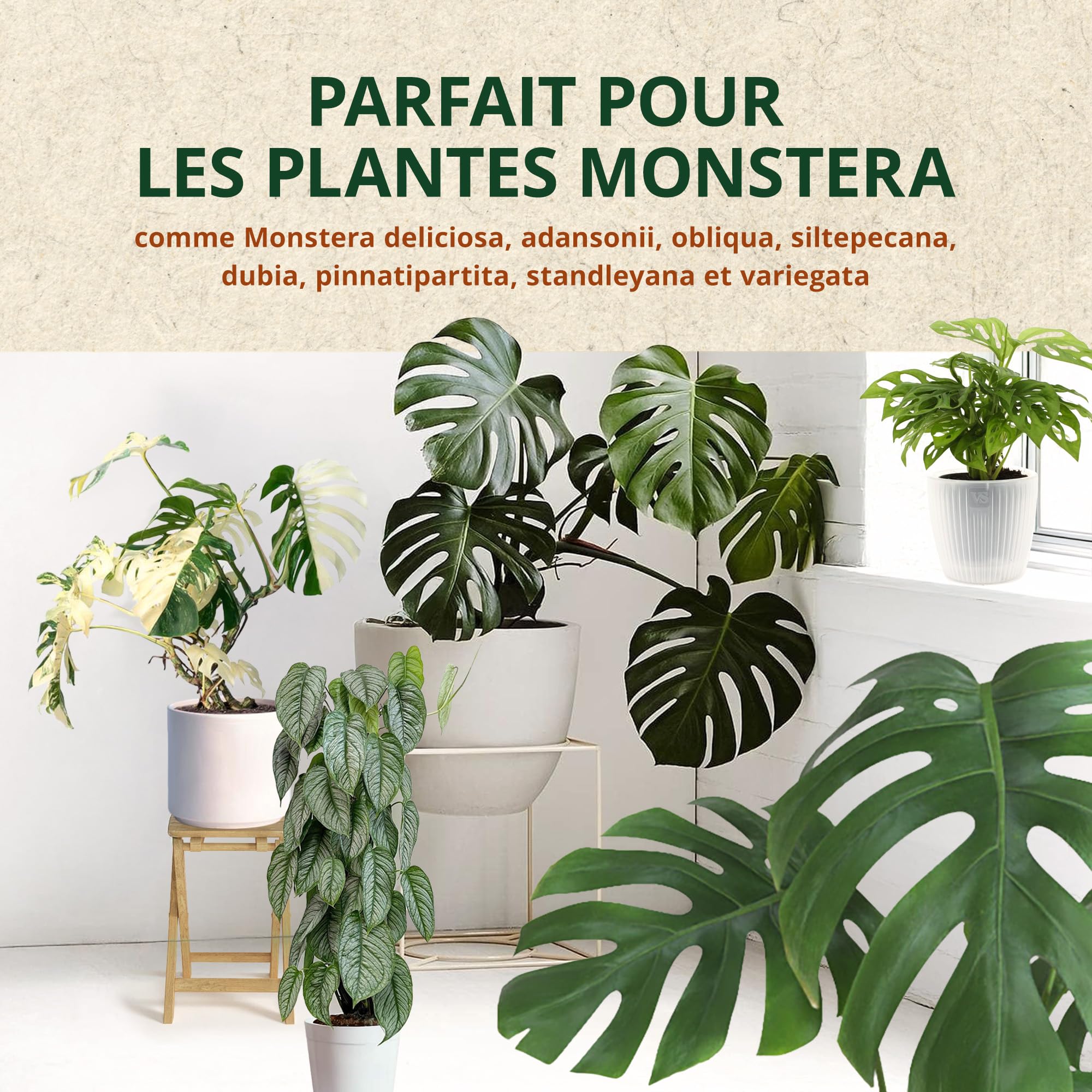 sunflower family plants Coast Sunflower Plant Sets