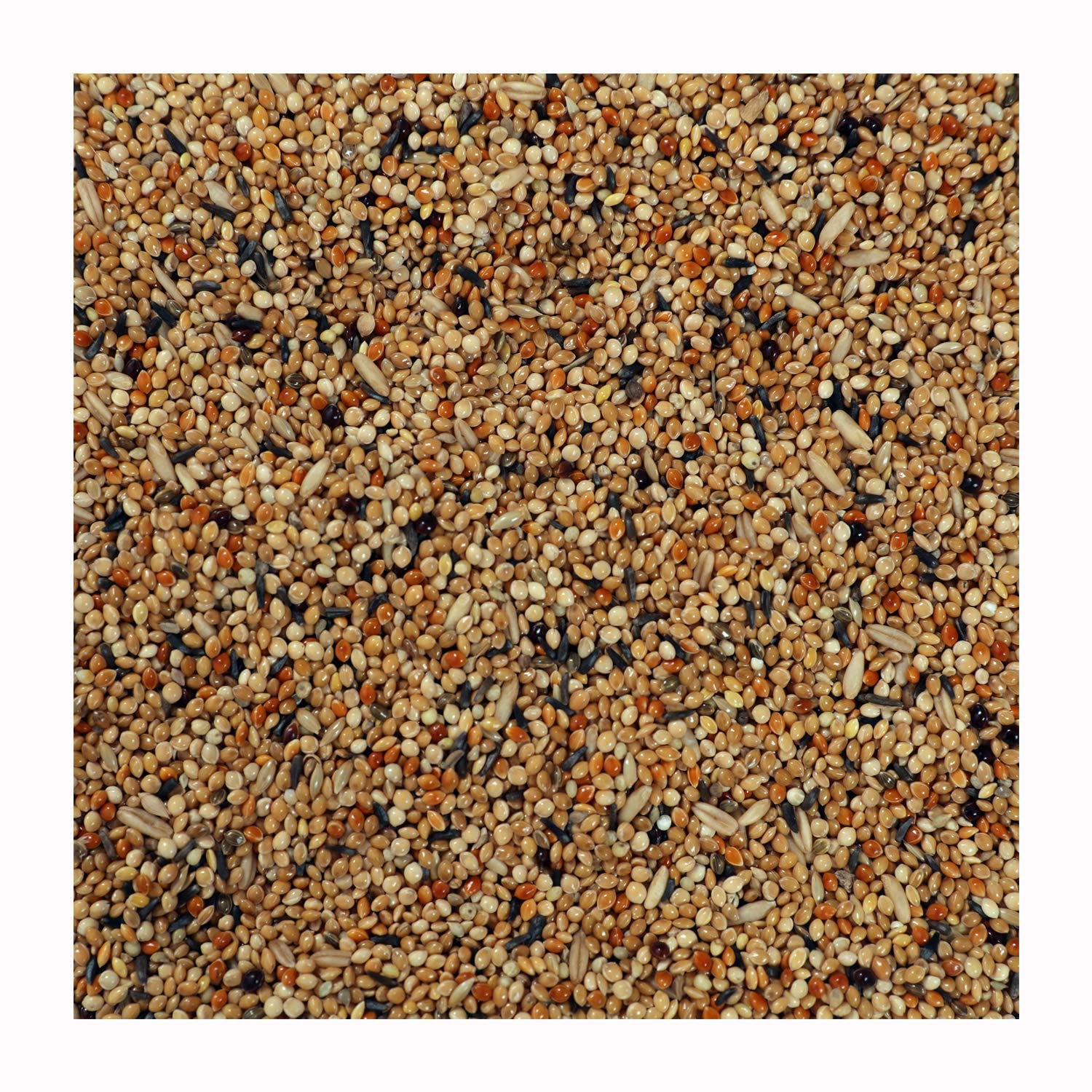 Bird Food for Budgies and Finches Birds- Mix Seeds 1 KG (B0B5WVY1XX) Amazon Price History, Amazon Price Tracker