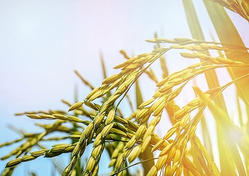 Miniatura 7 de Arroz blanco de grano corto 1 libra  Arroz de grano corto de estilo japonés premium perfectamente adherente vegano Kosher arroz a granel Fácil de