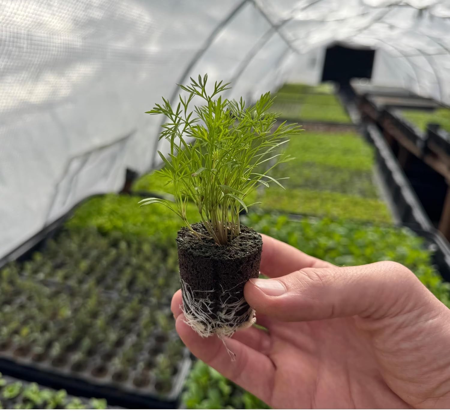 Dill Seedlings: Ready-to-Plant, Starts, Starters, Plugs, Garden Ready, Live Plants, Transplants, Pre-Sprouted, Soil & Hydroponic Gardens (12 seedlings)