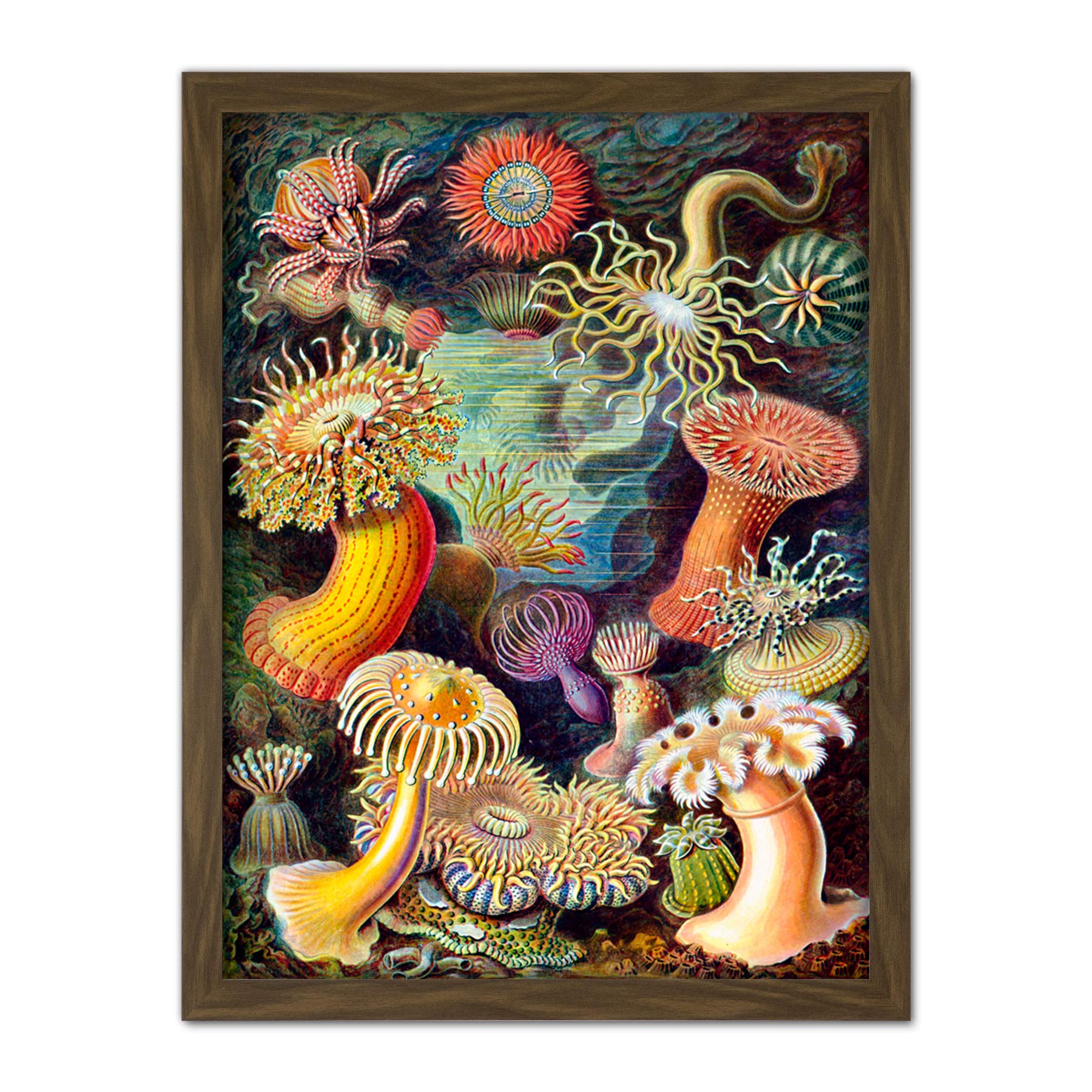 Wee Blue Coo Haeckel Anemone Sea Life Artwork Framed Wall Art Print 18X24 Inch