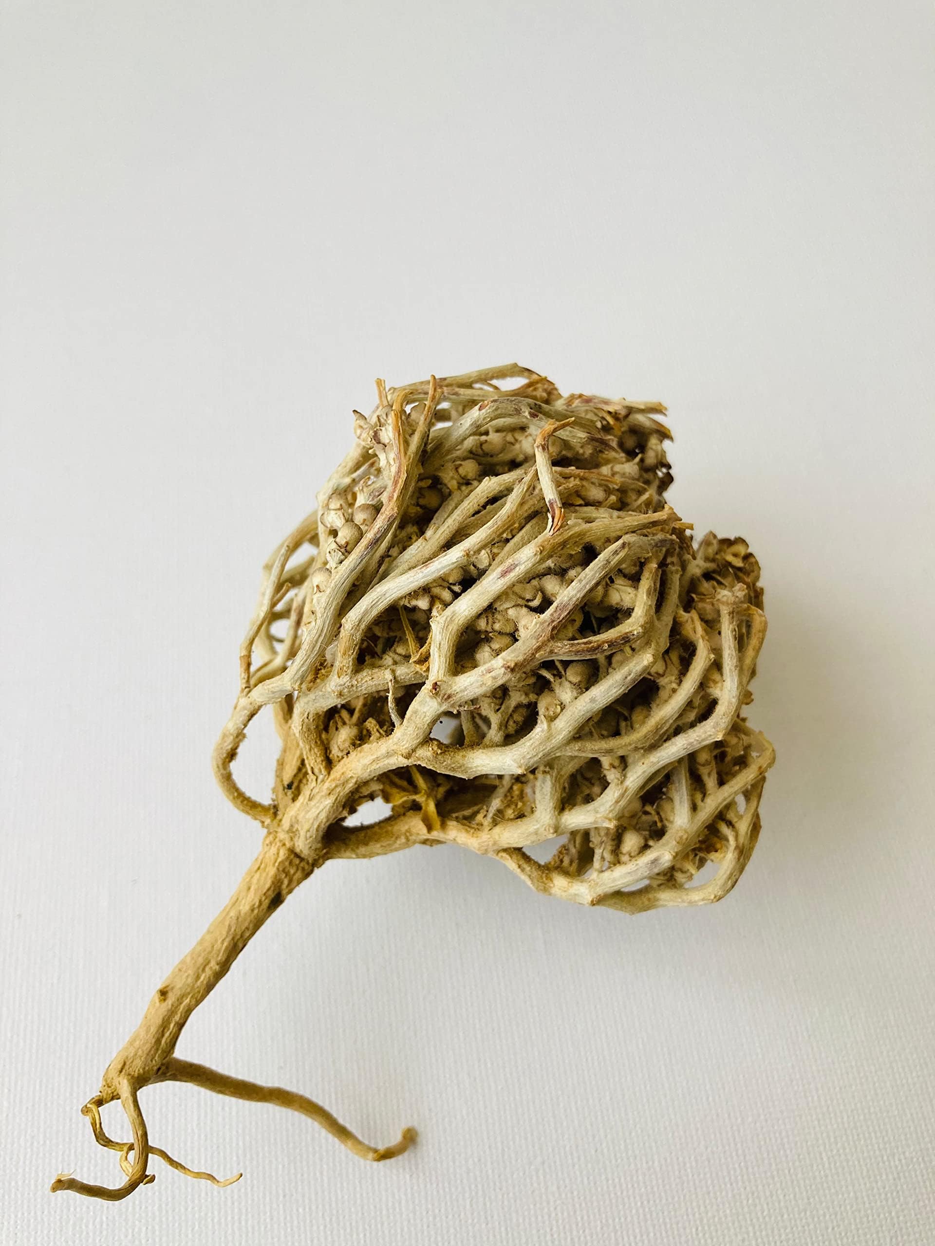 abamec Chajarat Mariam - Jericho rose Anastatica hierochuntica |By PATCHFACTRICO| fertility, pregnancy, stimulation, Maryam Flower , Mary's flower The Resurrection Plant (Pack of 3)