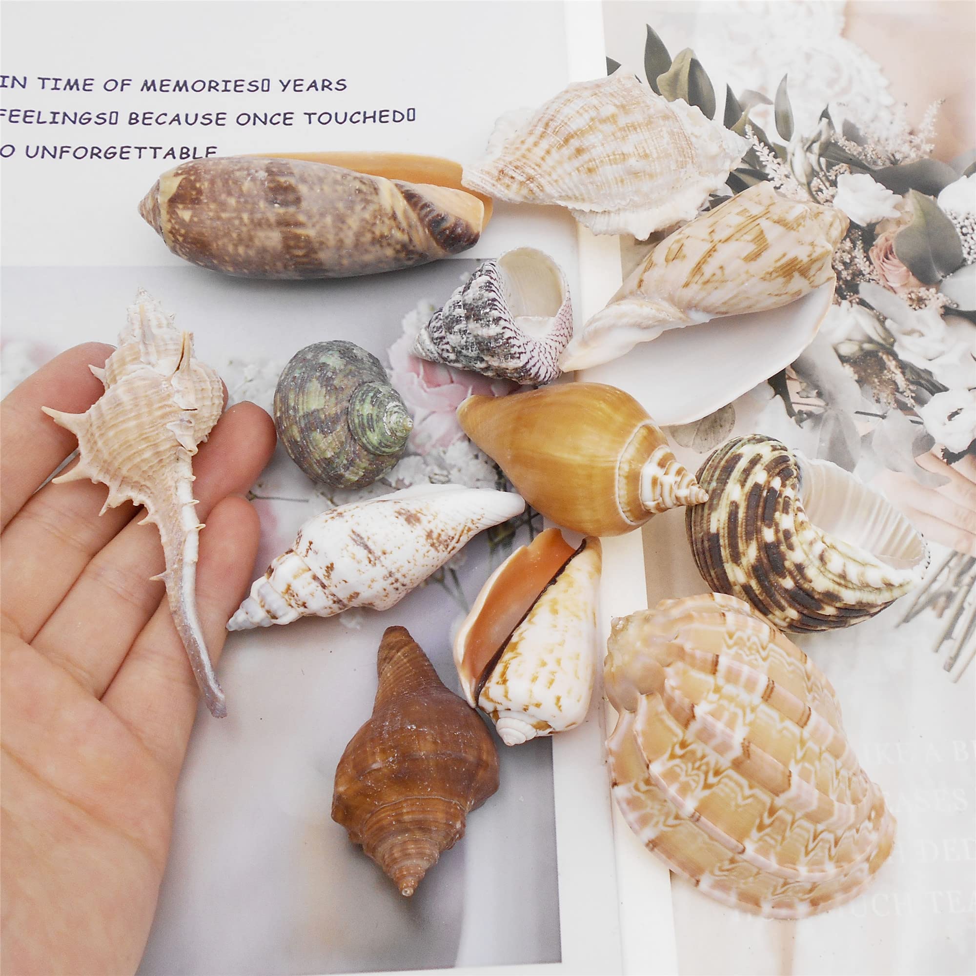 Coquillage naturel coque saint jacques jaune non percé, création bijou – Gingerlily Perles