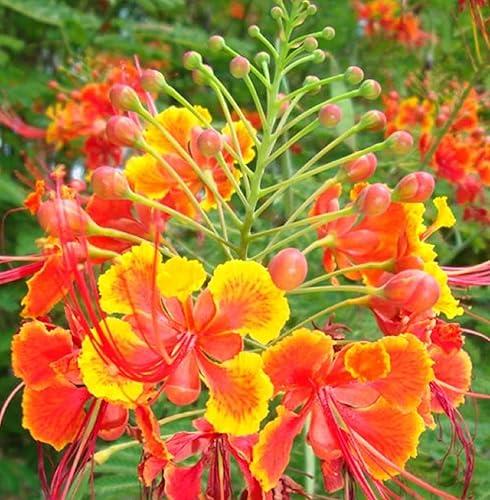 Miniatura 2 de CHUXAY GARDEN Semilla de pulcherrima de Caesalpinia Roja, 10 semillas, gran pájaro del paraíso con encanto exótico