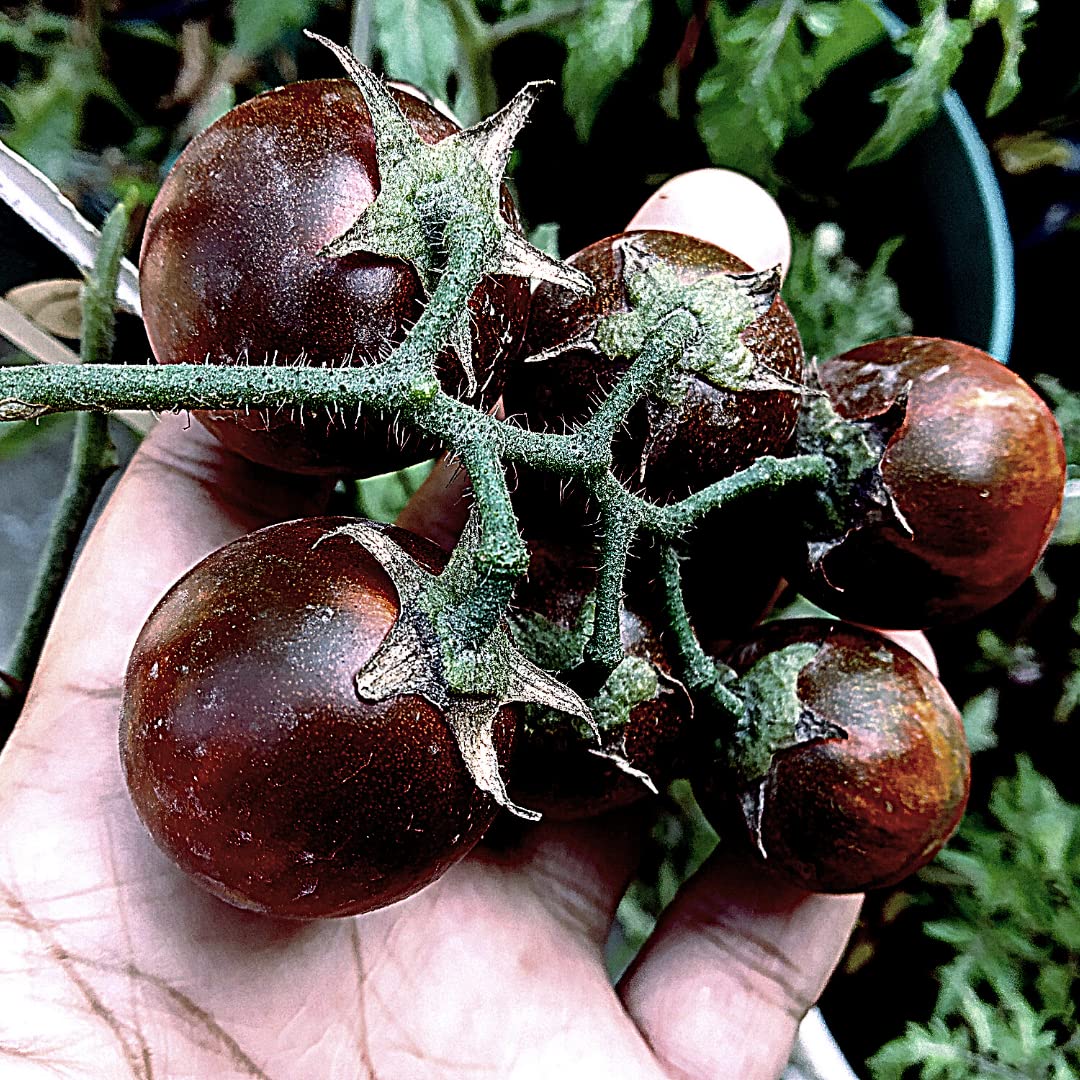 Black Tomato Seeds/Tomato Black/Tomato Brown/Tomato Seeds/Kala Tamatar/काले टमाटर के बीज (B09TTVFLNY) Amazon Price History, Amazon Price Tracker