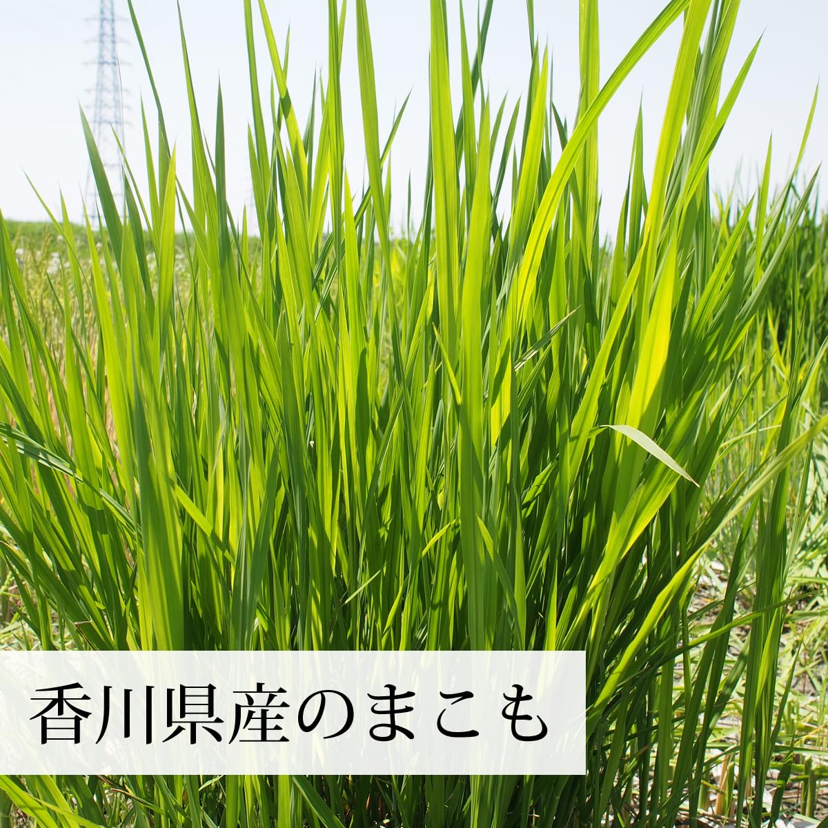Amazon.co.jp: 自然健康社 乾燥 まこも 500g 無農薬 国産 香川産 無