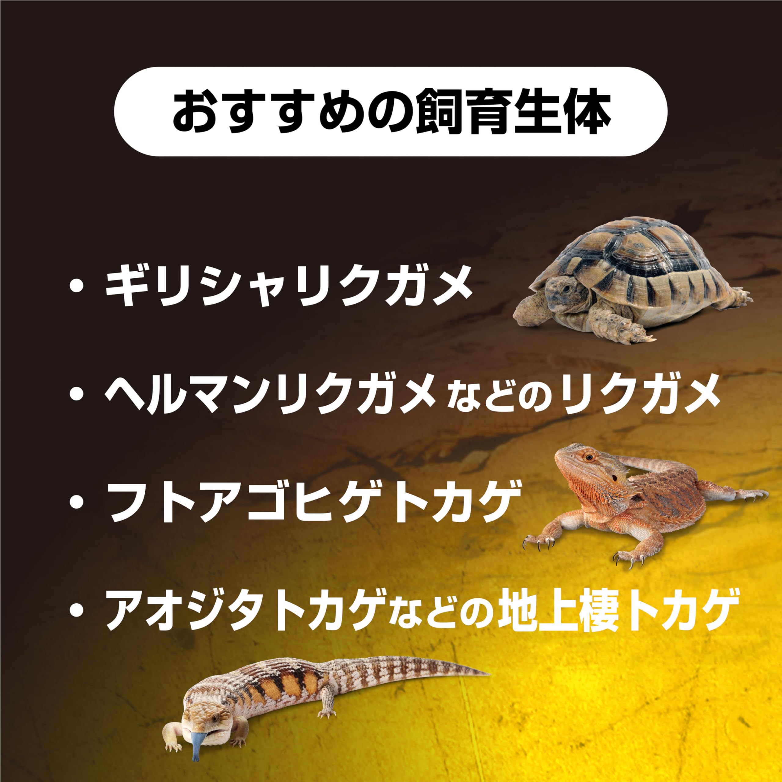 GEX EXOTERRA フトアゴヒゲトカゲ＆リクガメ 飼育キット BK Amazon | GEX EXOTERRA フトアゴヒゲトカゲ&リクガメ飼育キットBK