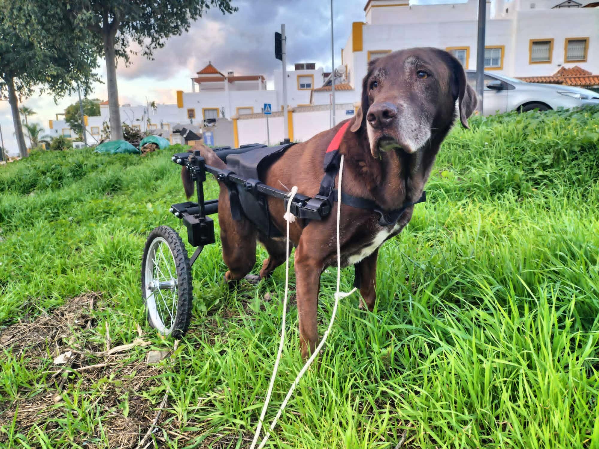 Silla de Ruedas para Perros Grandes, Pastor Alemán, Golden, Labrador Retriever y similares. Ruedas Todo Terreno. Con Faja Abdominal, Fabricada en España. Muy Ligera y Resistente.
