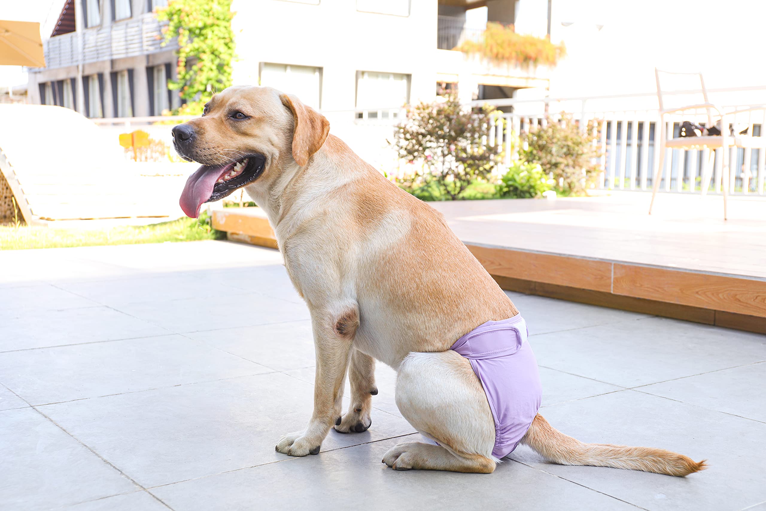 Couches Lavables pour Chiennes, sous-vêtements Hygiéniques pour Chiens en Chaleur, 5 Tailles XS à XL, Convient à Toutes Les Chiennes (XL: 60-82cm, 3-Packs)