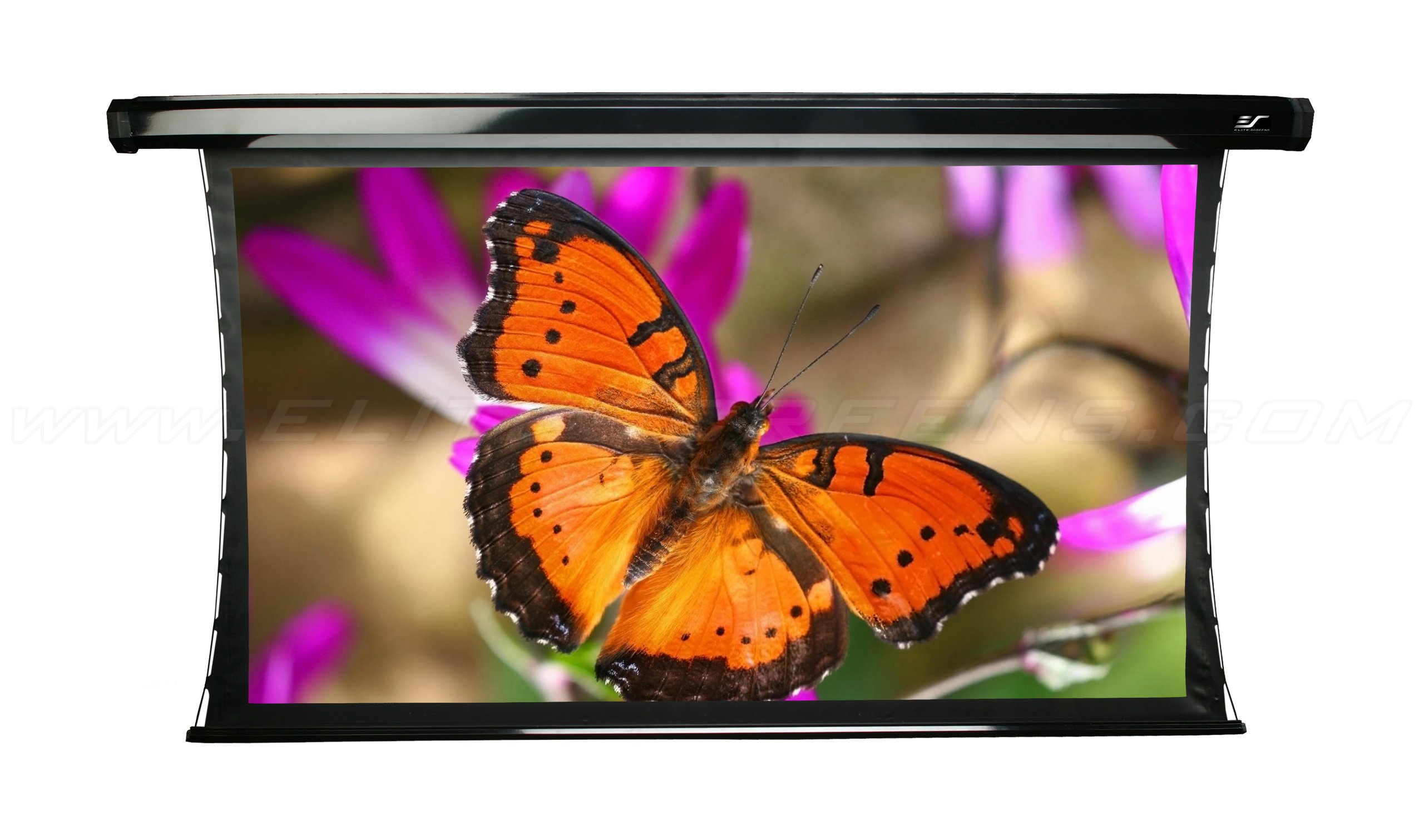 Amazon.co.jp: 電動プロジェクタースクリーン シネテンション2