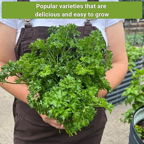 Miniatura 5 de Sow Right Seeds - Colección de 5 semillas de hierbas para plantar - Albahaca genovesa, cebollino, cilantro, perejil italiano y eneldo para plantar y