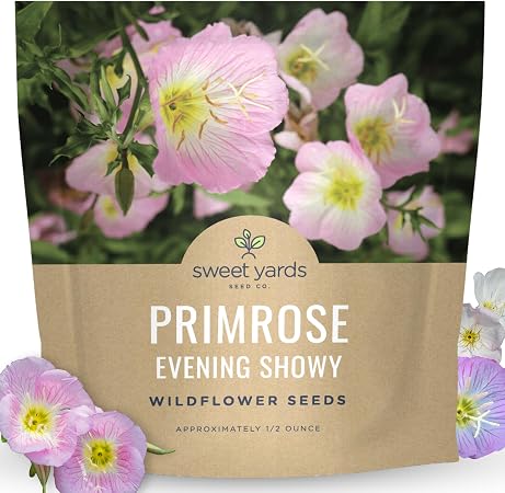 Pink evening primrose (Oenothera speciosa)