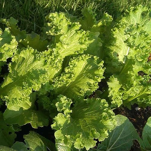 Miniatura 2 de Semillas verdes de mostaza rizada gigante del sur, 50 unidades de la marca "COOL BEANS N SPROUTS". Reliquia. Sin OGM. Jardinería en casa.