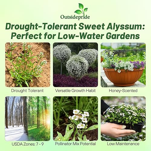 Miniatura 2 de Outsidepride 5 lb. Semillas de flores silvestres blancas de Alyssum dulce perenne