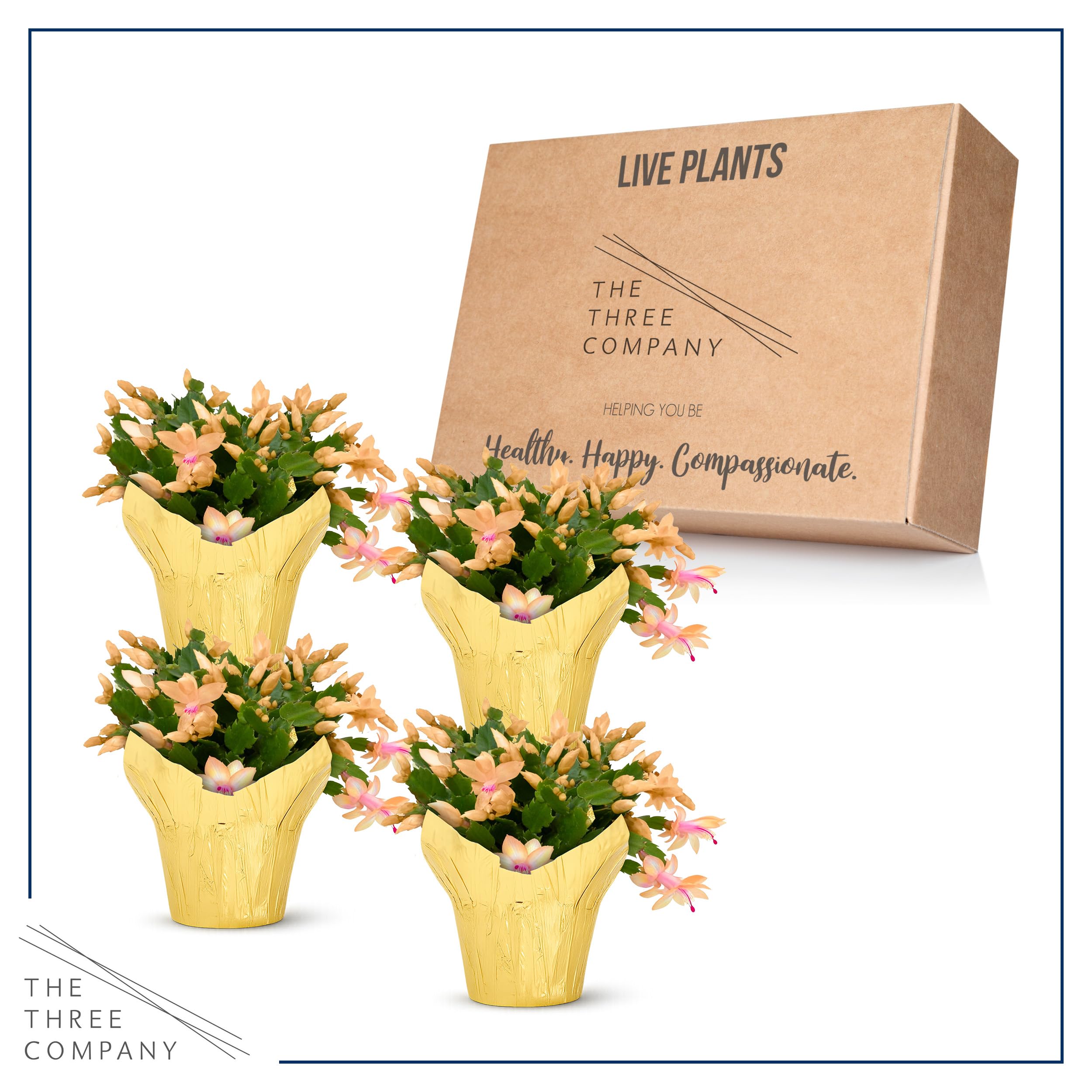 Amazon.com : Live Flowering Zygocactus - Yellow-Orange, 4 Pack