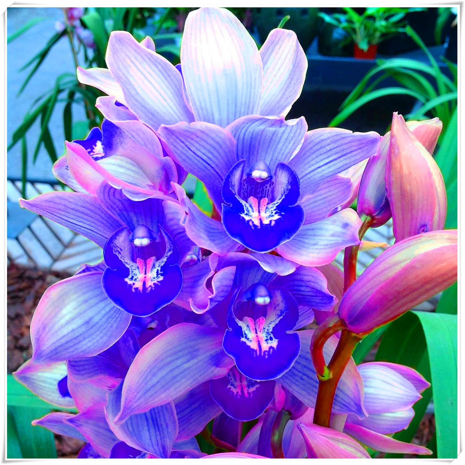 Perennial, Cymbidium Orchid Bulbs, Hardy, Professional for Beautiful Garden Displays-15 Bulbs-G — image 1