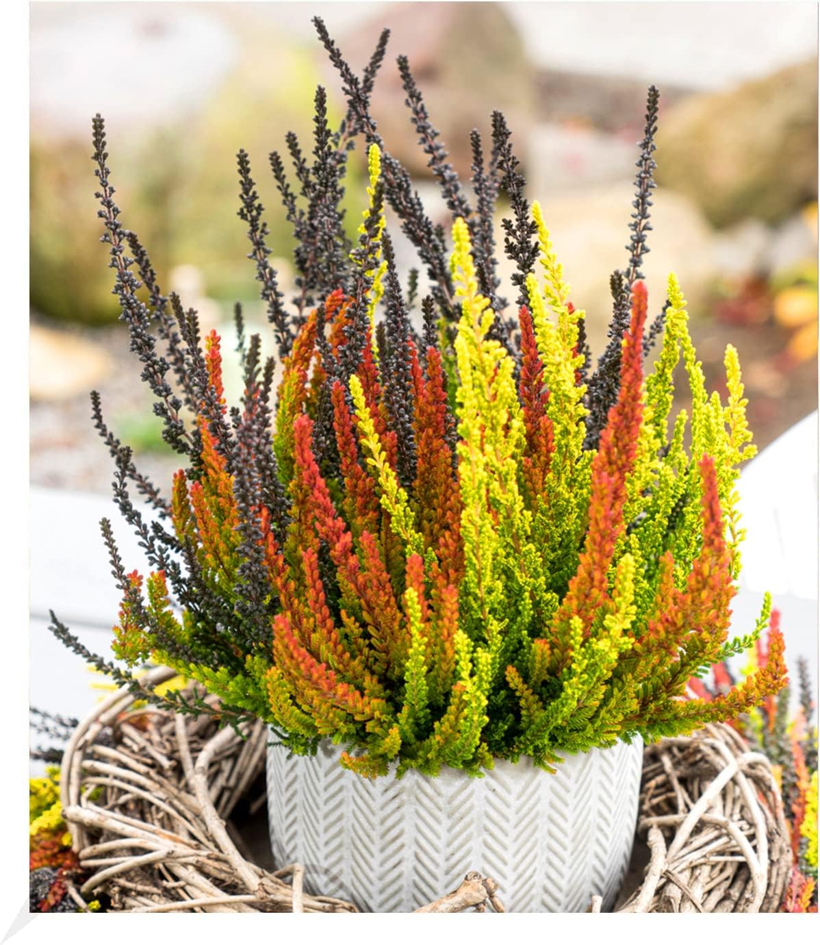 BALDUR Garten Calluna Knospenheide 'Sunset Fire® Trio', 13 cmTopf