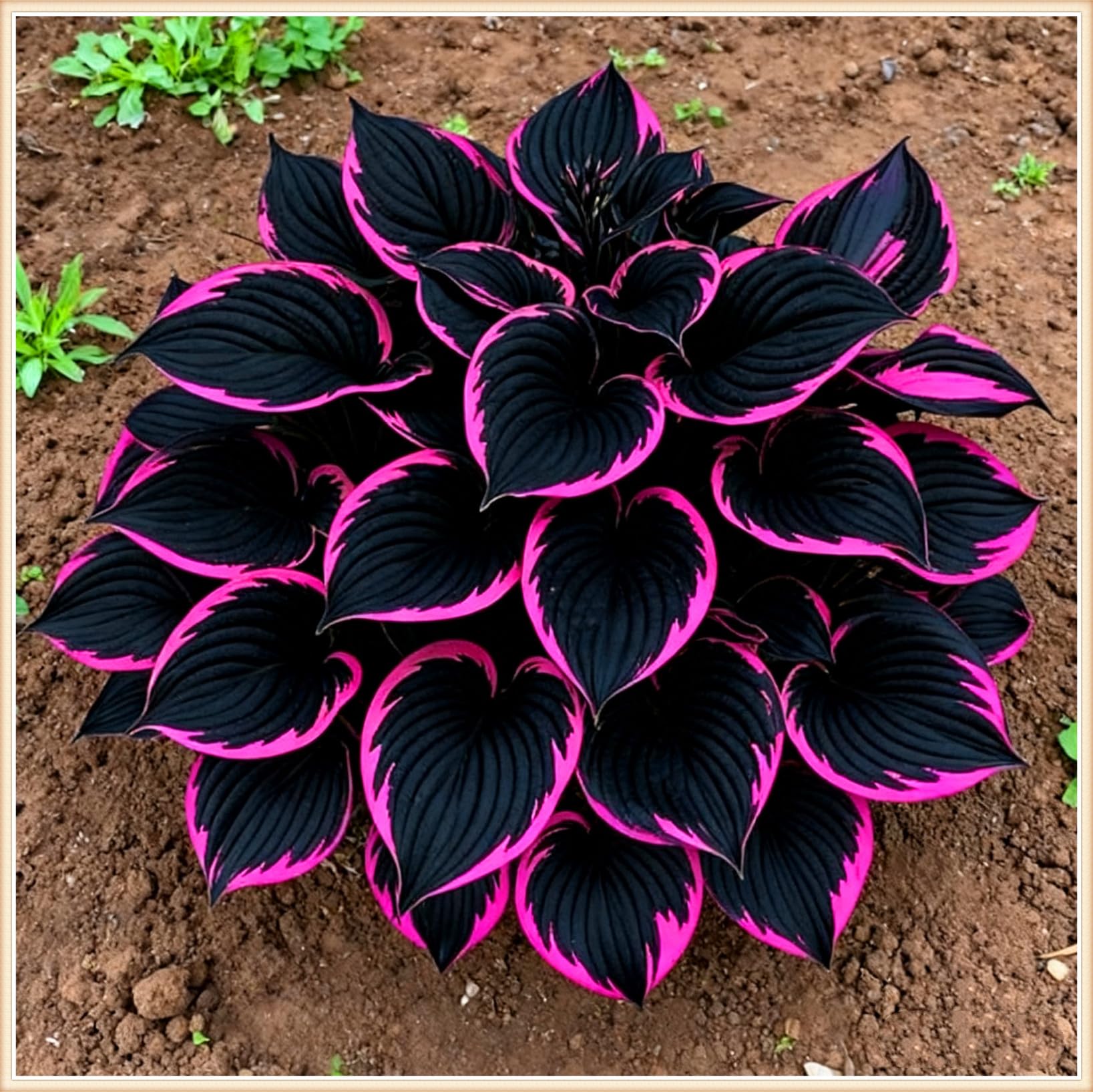 Hosta de terrasse facile d'entretien bulbes ornementaux feuillage doux