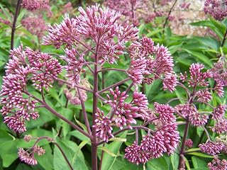 Three Mo Garden | 50 Seeds Sweet Joe Pye Weed - Eutrochium purpureum - Perennial - Butterfly Garden