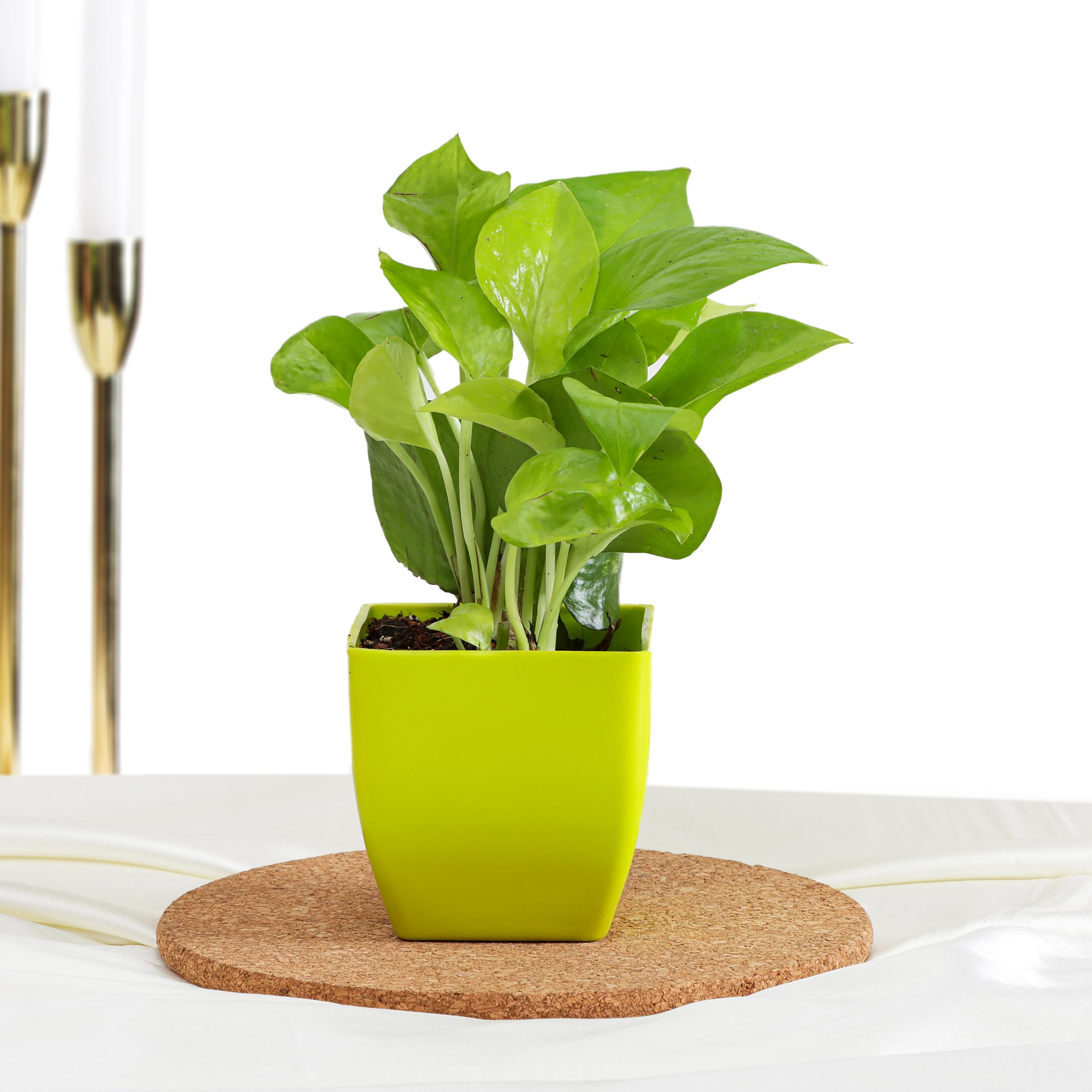 money tree for party Money Tree Gift Card, Cash, Tickets Holder With 10 Clips, LED Tips –  FoxTrotLiving main image 0