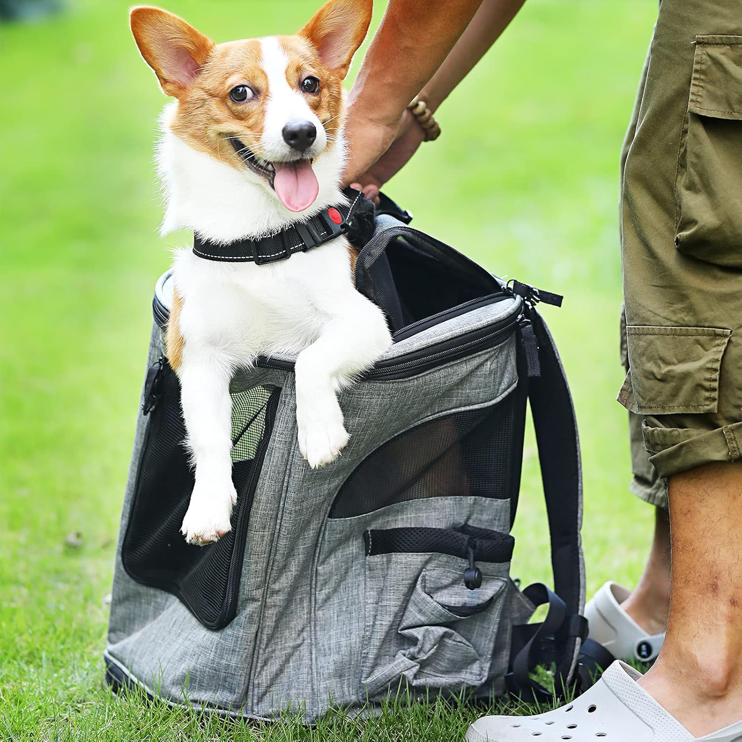 corgi backpack carrier