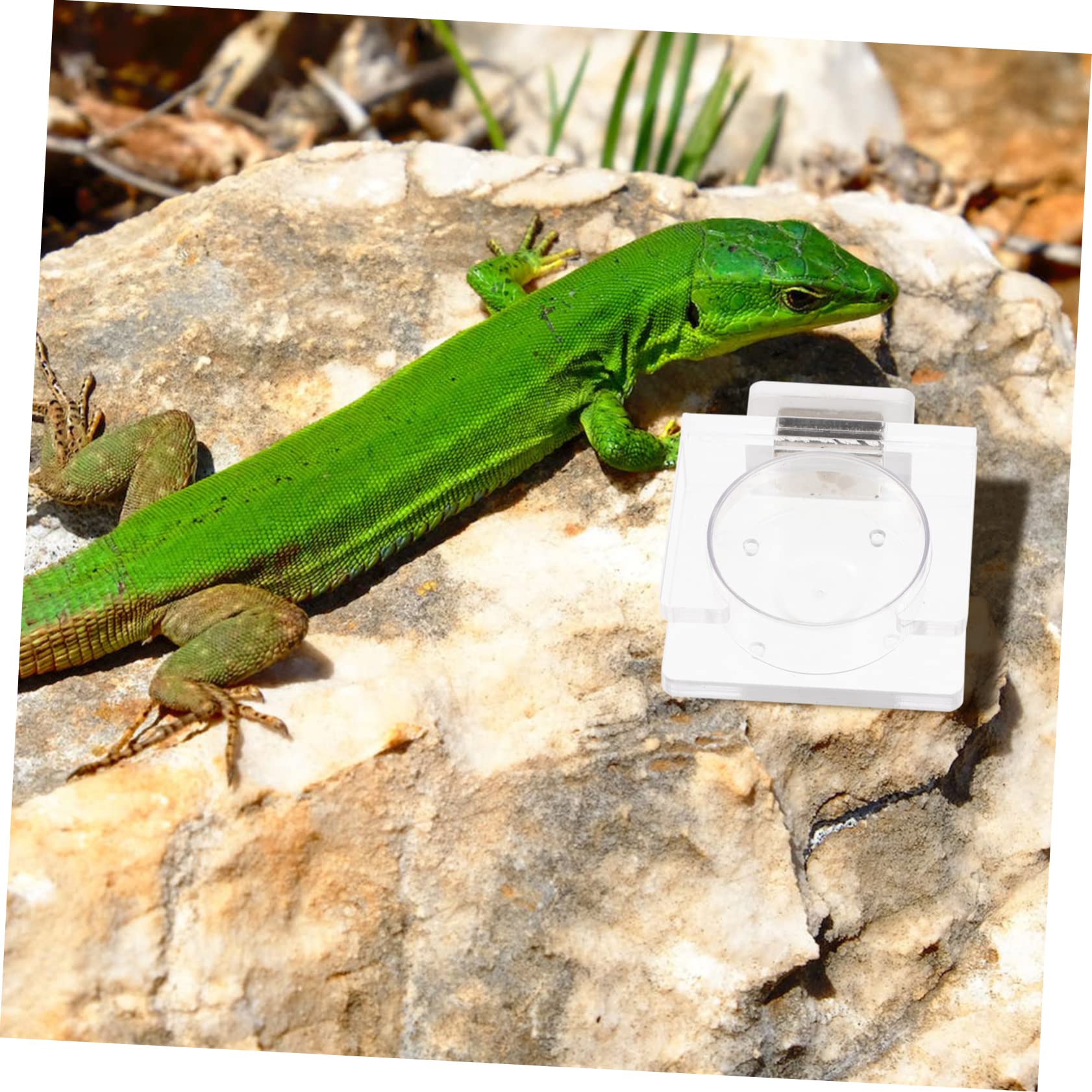 SUPVOX 5 Piezas Cuenca de Alimentos terrario de Reptiles Comida de Lagarto tazón de Tortuga geco Sorprendente Sorpresa Comedero para Reptiles Cuenco Colgante el plastico