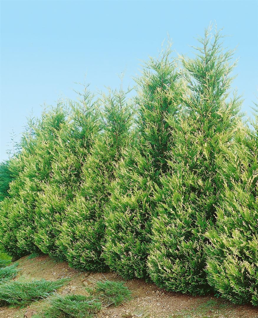 Leyland-Zypresse Cupressocyparis leylandii 125-150 cm winterhart